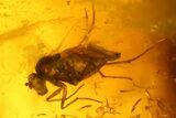 Fossil Flies (Diptera) and Several Mites (Acari) in Baltic Amber #142212-2